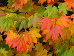 IMG_6050th.jpg