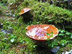 IMG_6062th.jpg