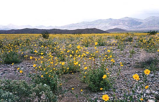 sunflower fields forever