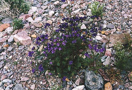 purple phacelia