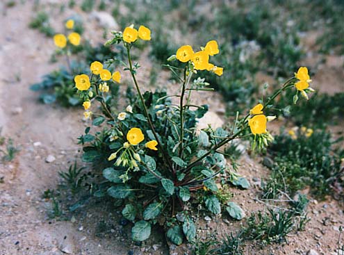 oenothera??