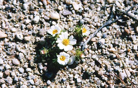 Tiny daisies... in my beer...